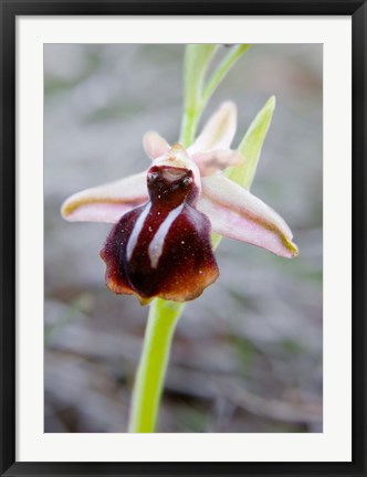 Framed Greece, Crete Orchid in Bloom Print