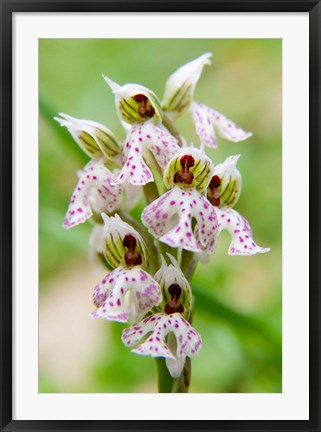 Framed Orchid in bloom, Crete, Greece Print