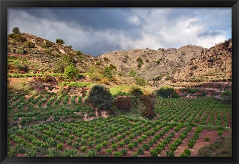 Framed Vineyard, Crete, Greece Print