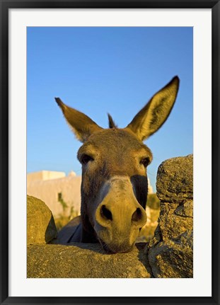 Framed Greece, Mykonos, Hora, Donkey and Stone Fence Print