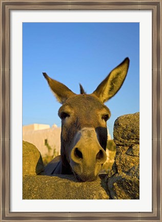 Framed Greece, Mykonos, Hora, Donkey and Stone Fence Print