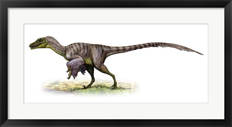 Framed Velociraptor, a Prehistoric Era Dinosaur Print