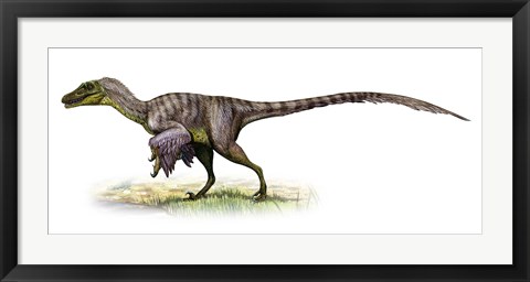 Framed Velociraptor, a Prehistoric Era Dinosaur Print