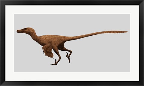 Framed Velociraptor Mongoliensis from the Cretaceous Period Print