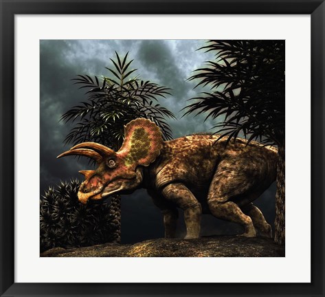 Framed Triceratop, Herbivorous Dinosaur from the Cretaceous Period Print