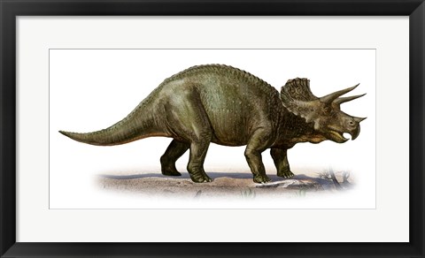 Framed Triceratops Dinosaur 6 Print