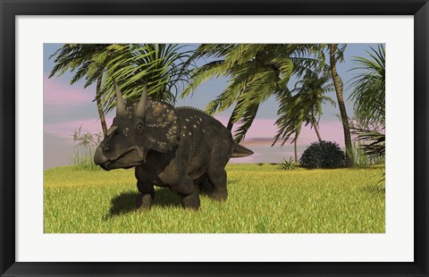 Framed Triceratops Dinosaur 11 Print