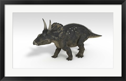 Framed Triceratops Dinosaur 3 Print