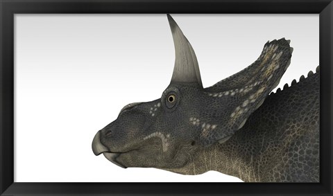 Framed Triceratops Dinosaur 4 Print