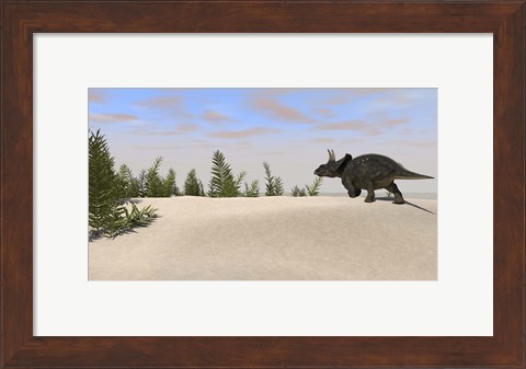 Framed Triceratops Dinosaur 7 Print