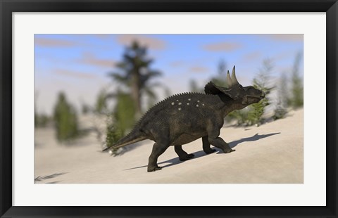 Framed Triceratops Dinosaur 8 Print