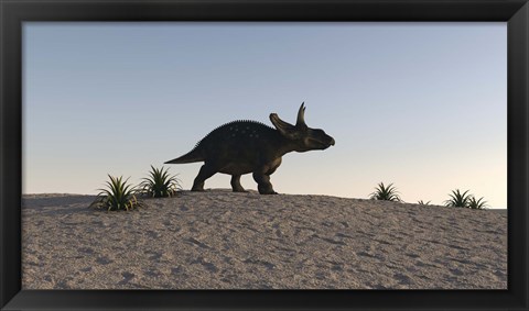 Framed Triceratops Walking across a Barren Landscape 1 Print