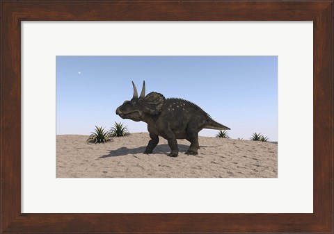 Framed Triceratops Walking across a Barren Landscape 2 Print