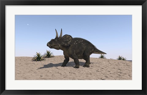 Framed Triceratops Walking across a Barren Landscape 2 Print