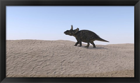 Framed Triceratops Walking across a Barren Landscape 3 Print