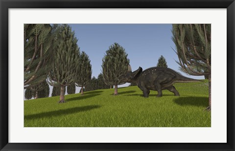 Framed Triceratops Walking across a Grassy Field 2 Print