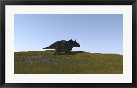 Framed Triceratops Walking across a Grassy Field 4 Print