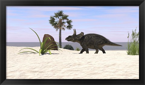 Framed Triceratops Walking along a Prehistoric Beach Landscape Print