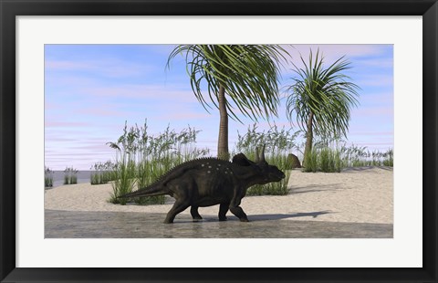 Framed Triceratops Walking along the Shoreline 2 Print