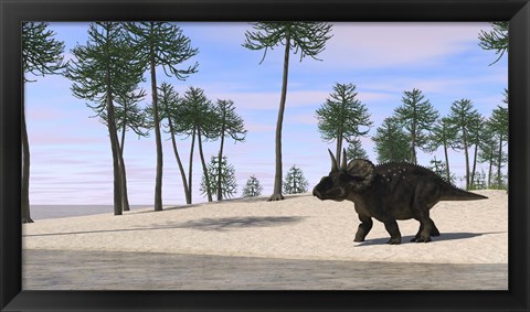 Framed Triceratops Walking along the Shoreline 3 Print