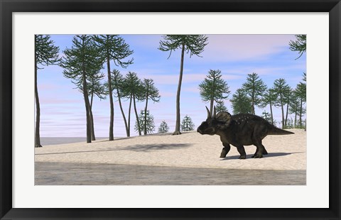 Framed Triceratops Walking along the Shoreline 3 Print