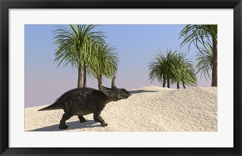 Framed Triceratops Walking in a Tropical Environment 3 Print