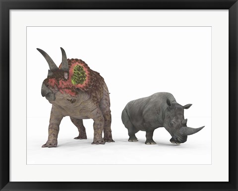 Framed adult Triceratops Compared to a modern adult White Rhinoceros Print