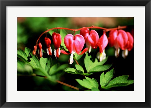 Framed Bleeding Heart Print