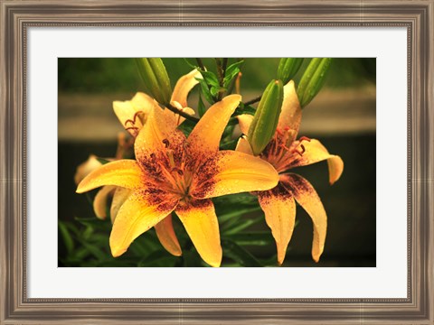 Framed Lily Print