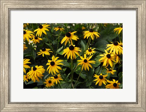 Framed Black-Eyed Susans Print