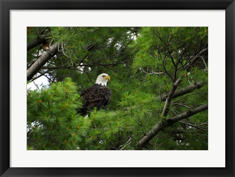 Framed Watchful Print