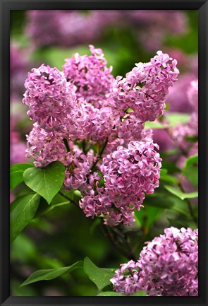 Framed Lilacs Print