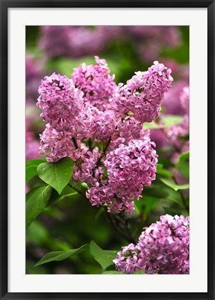 Framed Lilacs Print