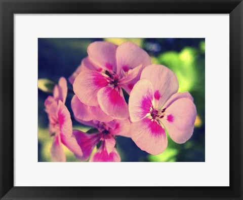 Framed Pink Blossom II Print