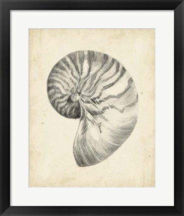 Framed Antique Shell Study I Print