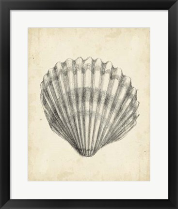 Framed Antique Shell Study III Print