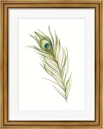 Framed Watercolor Peacock Feather I Print