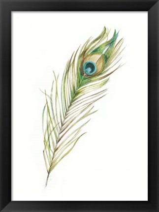 Framed Watercolor Peacock Feather II Print