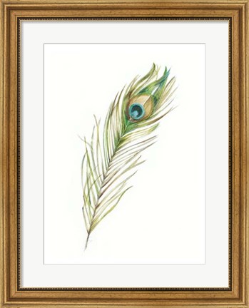 Framed Watercolor Peacock Feather II Print