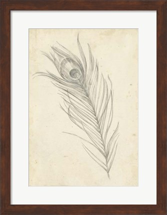 Framed Peacock Feather Sketch I Print