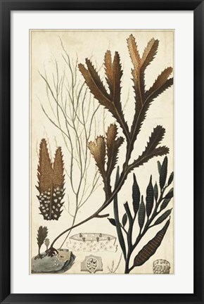 Framed Turpin Seaweed I Print