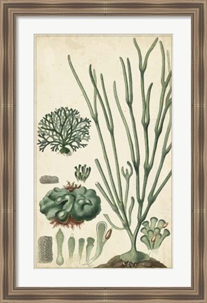 Framed Turpin Seaweed VI Print