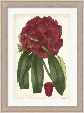 Framed Antique Rhododendron I Print