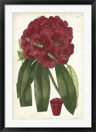 Framed Antique Rhododendron I Print