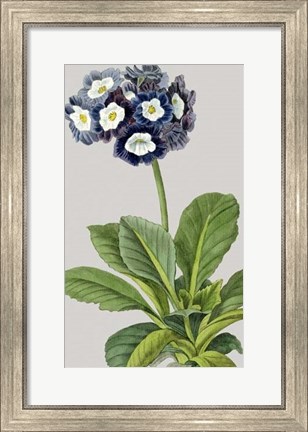 Framed Vintage Garden Varieties IV Print