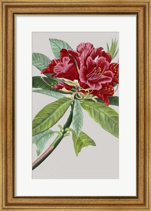 Framed Vintage Garden Varieties VII Print