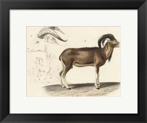 Framed Antique Antelope &amp; Ram Study Print