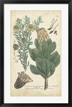 Framed Weinmann Conifers III Print