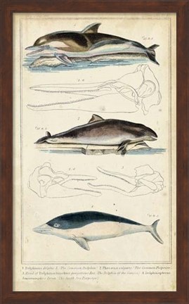 Framed Antique Whale &amp; Dolphin Study II Print