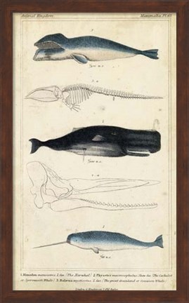 Framed Antique Whale &amp; Dolphin Study III Print